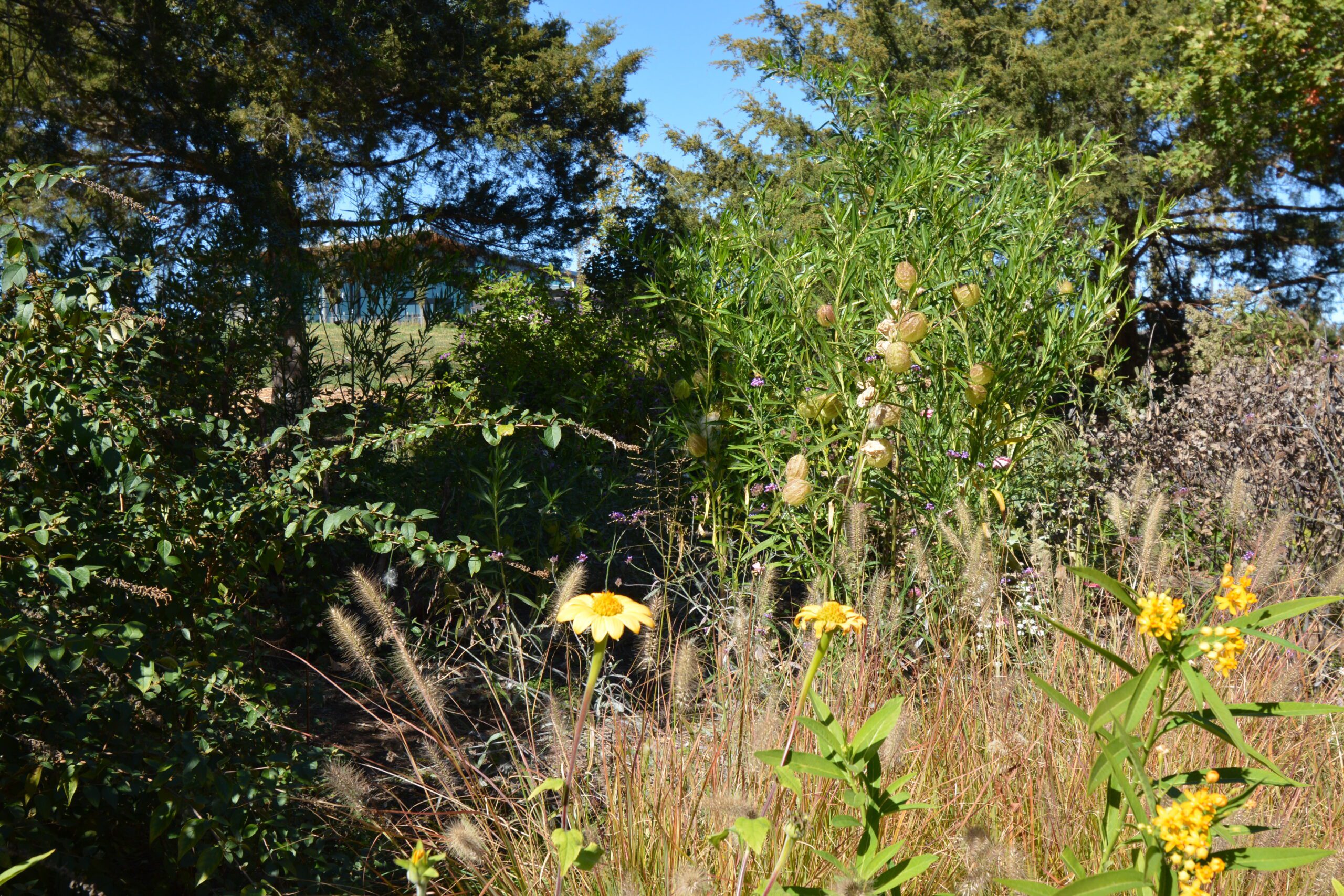 Flowers In A Meadow - Bulletproof Pond and Lake Flowers In A Meadow