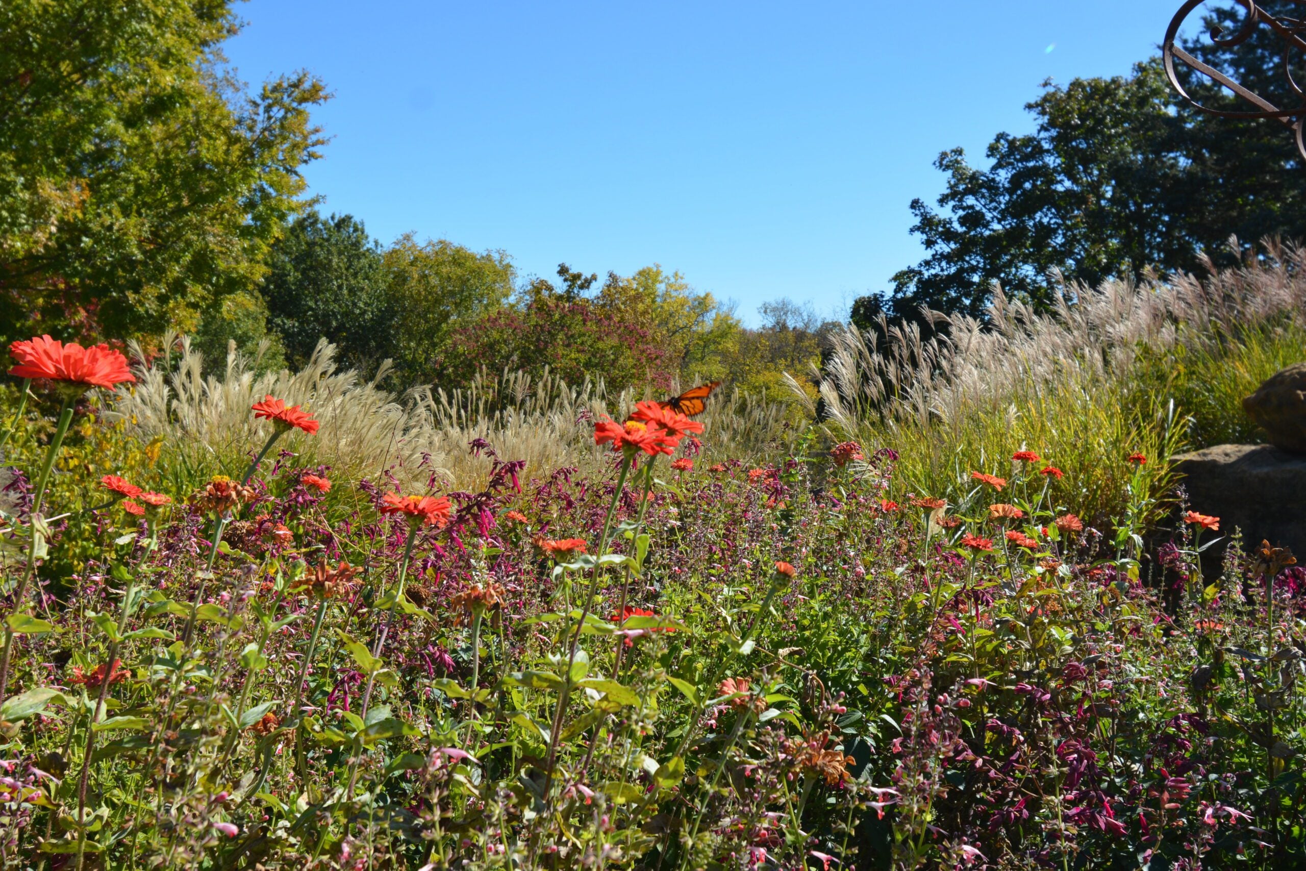 Flowers In A Meadow - Bulletproof Pond and Lake Flowers In A Meadow