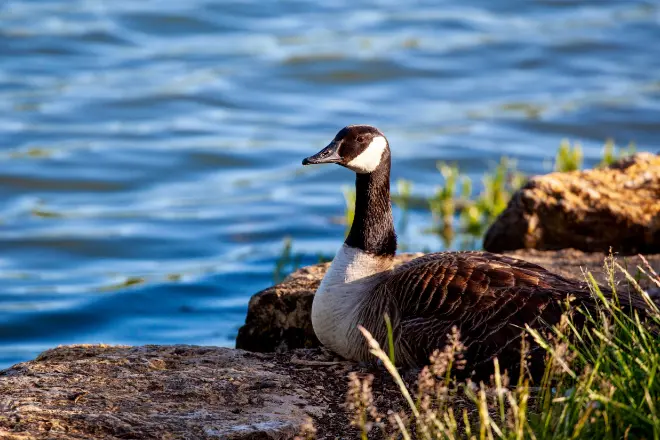 Part of the how to build a wildlife pond process is allowing wildfowl and other creatures to naturally populate it