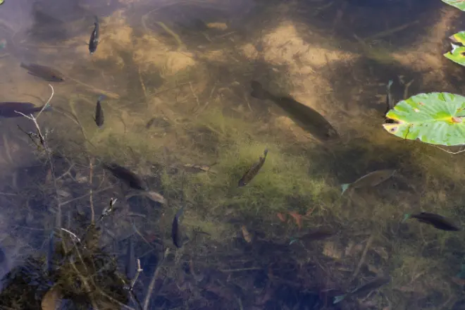 fish spawning bed