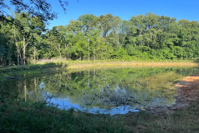 A pond in need of cleaning with poor water quality