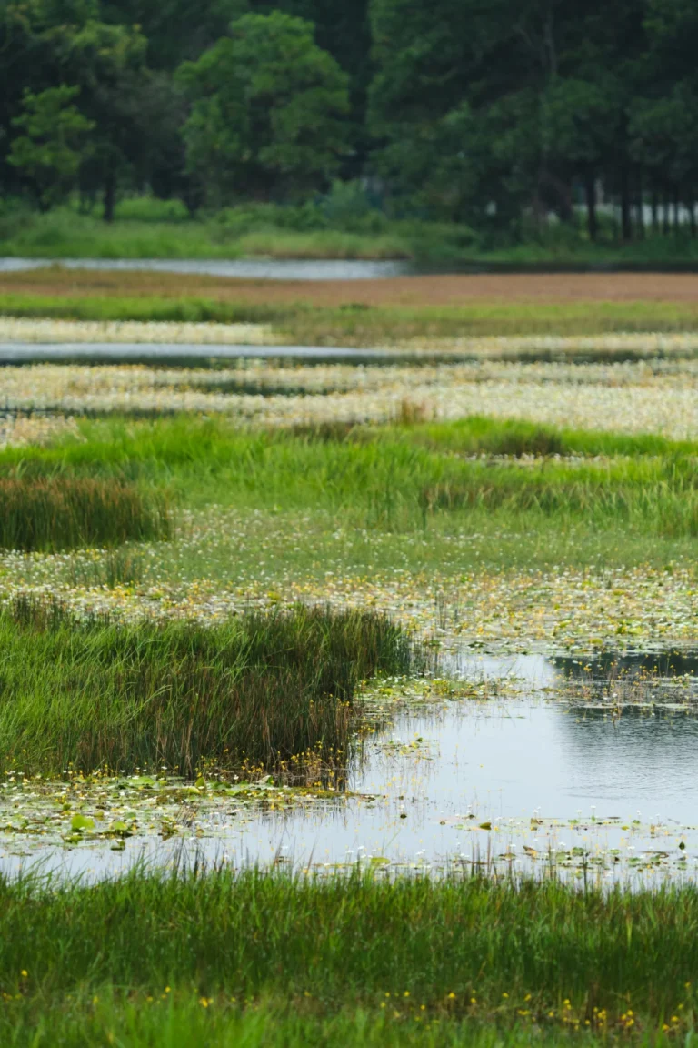 Native wetland with marsh grasses, water lilies and open water, providing waterfowl and wildlife habitat